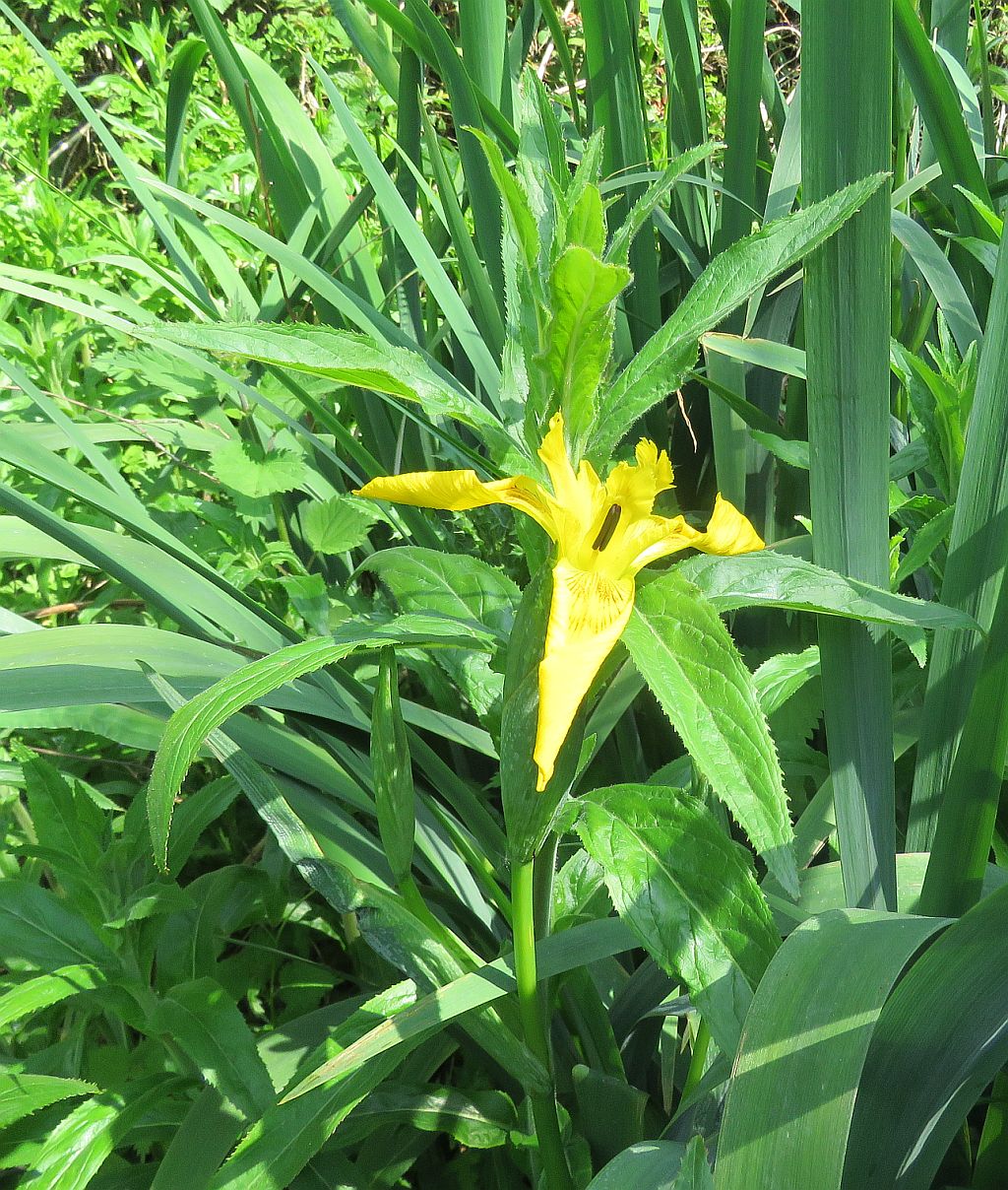   Yellow Flag Iris  